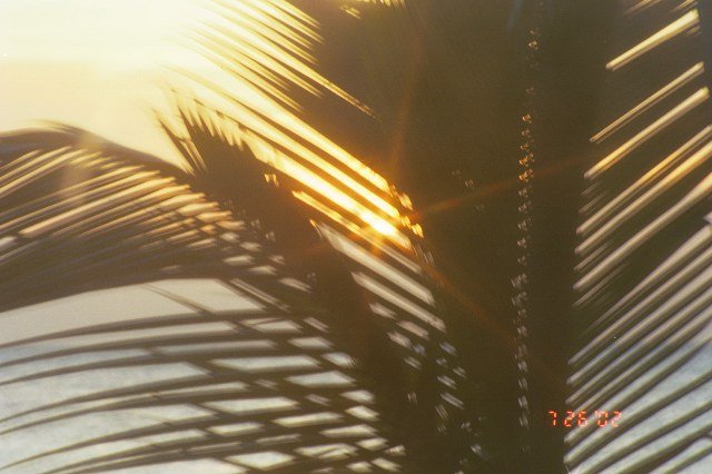 ../Images/Sunset Through Palm PR02031034271.jpg